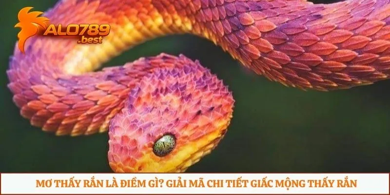 mơ thấy rắn